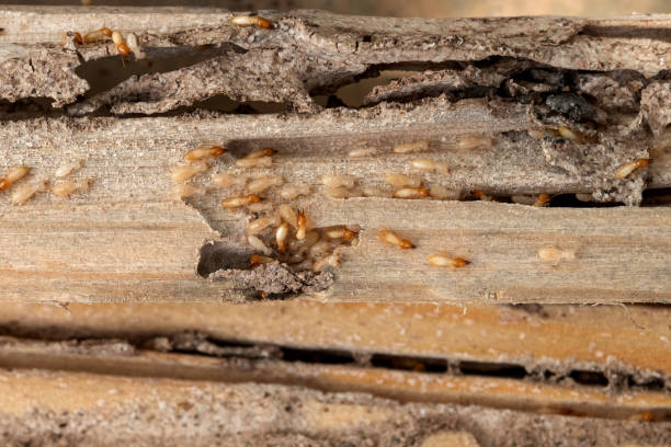 Pest Control for Restaurants in Randolph, NE